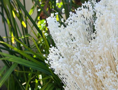 Broom Bloom Gr. 100 - Sconti per Fioristi e Aziende  - Bianco e Naturale