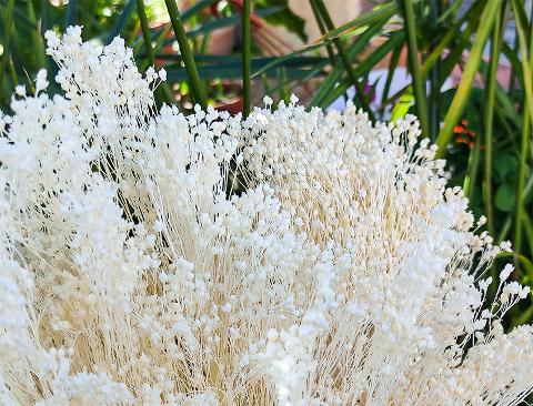 Broom Bloom Gr. 100 - Sconti per Fioristi e Aziende - Bianco e Naturale