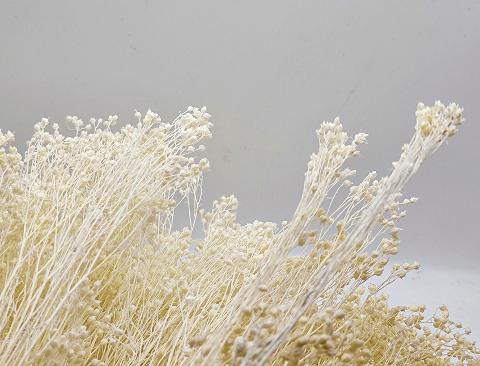 Broom Bloom Gr. 100 - Sconti per Fioristi e Aziende - Bianco e Naturale