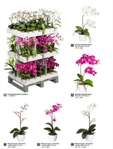 Orchidee Phalenopsis H 60 in vaso ceramico ed Espositore da 72 Orchidee Sconti per Fioristi, Arredatori e Aziende