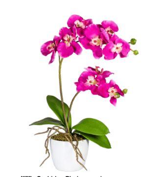 Espositore 72 Orchidee Phalenopsis H 40 e 50 con vaso ceramica Sconti per Fioristi, Arredatori e Aziende