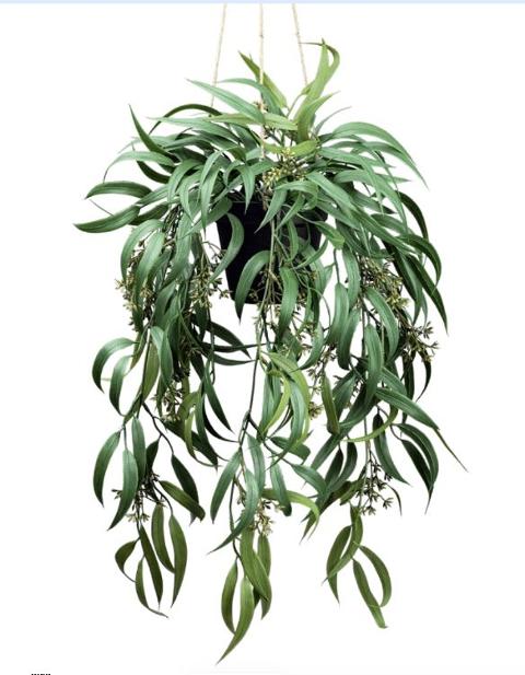 Eucaliptus Globolus H 65 con vaso - Sconti per Fioristi, Wedding e Aziende - Cadente in poliester