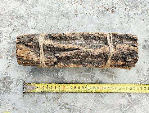 Corteccia di Catappa Bark x 6 -  Sconti per Fioristi e Aziende  -  cm. 25 x 7