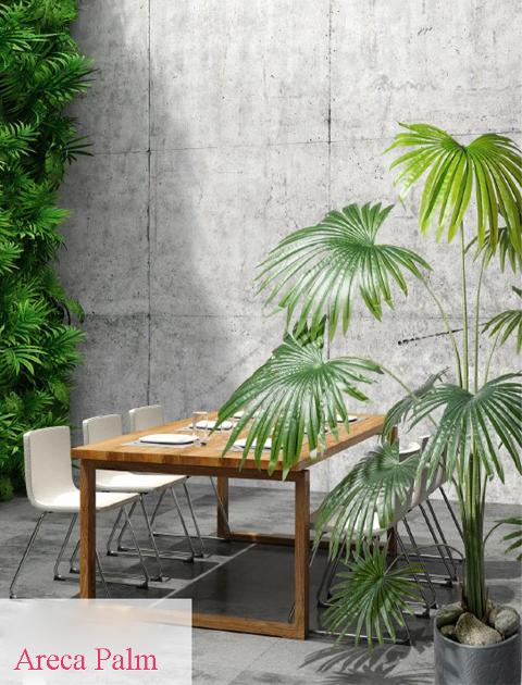 Areca Palm H 150 in vaso - Sconti per Fioristi e Aziende - Artificiale