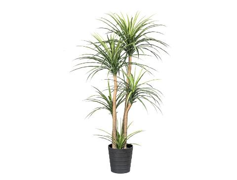 Dracena X 5 H 160 con vaso - Sconti per Fioristi e Aziende  - Artificiale