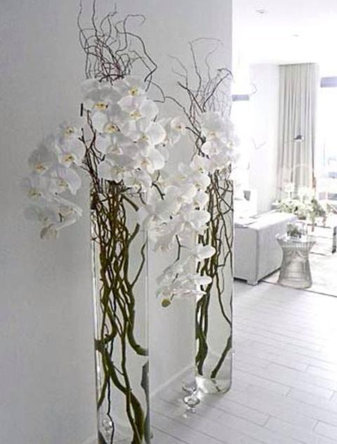 Nocciolo Contorto H 300 x 10 - Sconti per Fioristi e Aziende - Salix Willow naturale