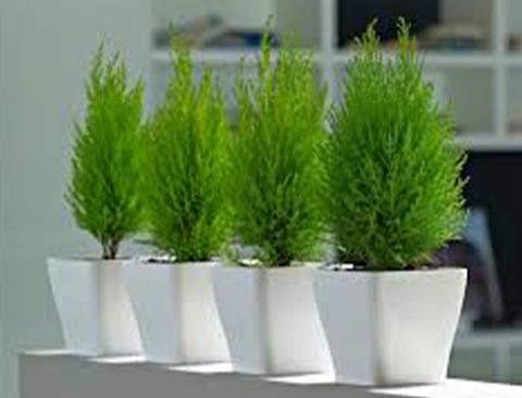 Thuja Verde Emerald H 150 - Sconti per Fioristi e Aziende . Artificiale in vaso