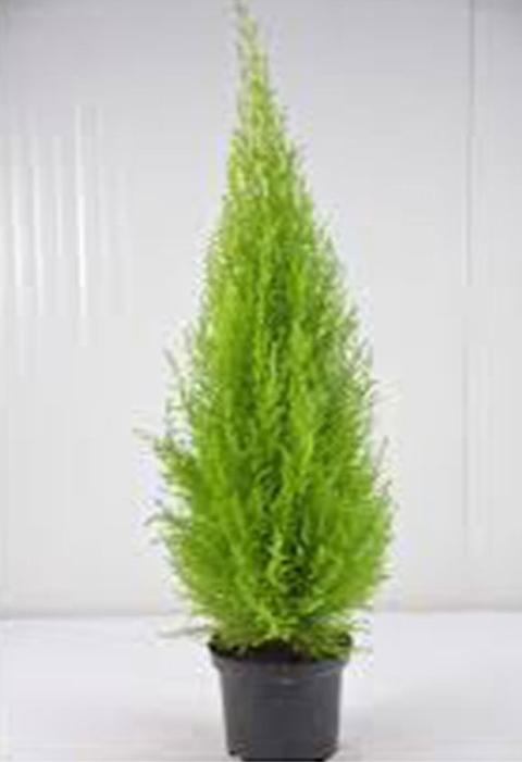 Thuja Verde Emerald H 150 - Sconti per Fioristi e Aziende . Artificiale in vaso