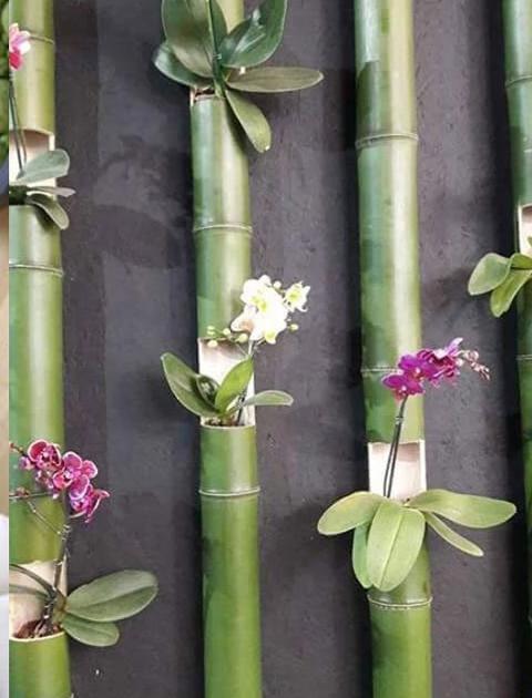 Canna Bamboo dm. 4 - 5 - Sconti per Fioristi e Aziende . - Alte cm. 200 - 250 - 300
