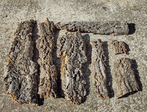 Corteccia di Sughero al Kg.- Sconti per Fioristi e Aziende . - Spessore 2-3 cm. circa