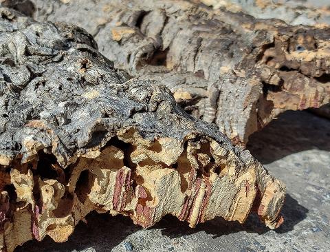 Corteccia di Sughero al Kg.- Sconti per Fioristi e Aziende . - Spessore 2-3 cm. circa