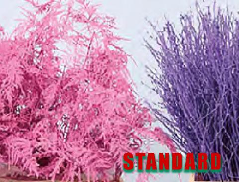 Colorante standard per fiori e fronde per immersione in Tanica da lt. 2,5 - Adatto per Fioristi e Garden