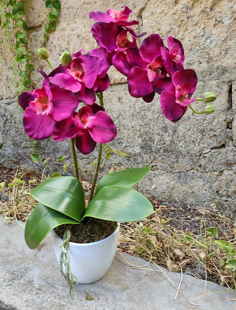 Orchidea Phalenopsis H 40- Sconti per Fioristi e Aziende - a due steli con vaso - 3 colori