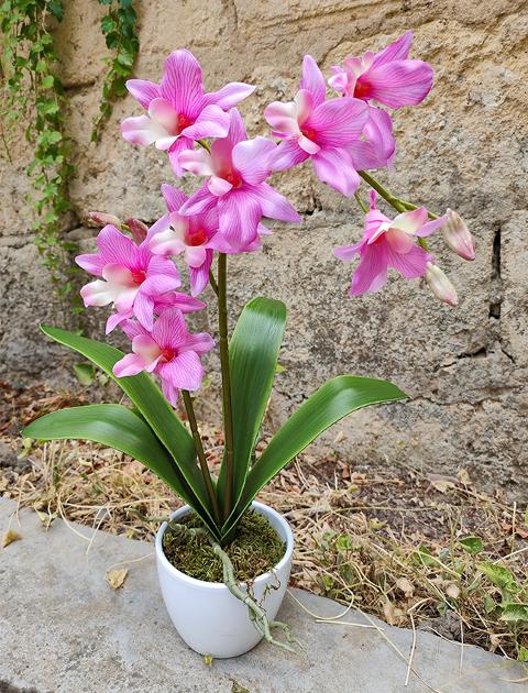 Orchidea Dendrobie con vaso H 40 cm in diversi colori Sconti per Fioristi, Wedding e Aziende .