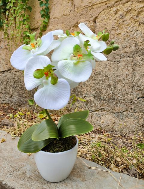 Orchidea foglia larga con vaso H 40 cm in diversi colori Sconti per Fioristi, Wedding e Aziende