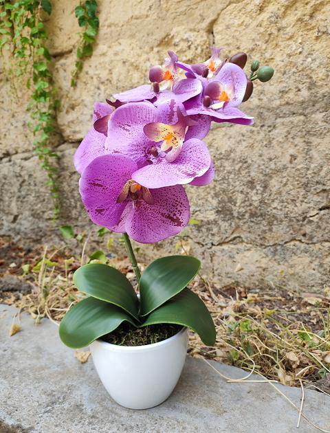 Orchidea foglia larga con vaso H 40 cm in diversi colori Sconti per Fioristi, Wedding e Aziende