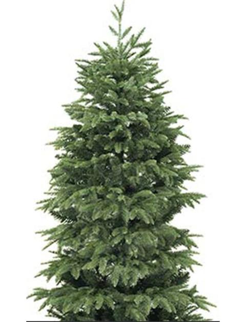 Albero Terminio abete verde - Sconti per Fioristi e Aziende  - H 150/180/210/240 in PE+PVC