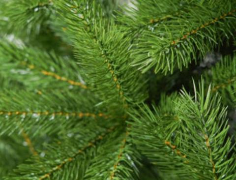 Albero Abies abete verde  - Sconti per Fioristi e Aziende  - H 300 in PE+PVC