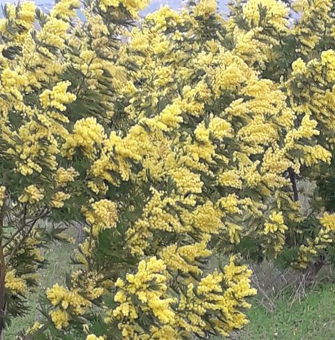 ESAURITA Mimosa Fresca box Kg. 18/25 -  Sconti per rivenditori - Acacia Dealbata - Goulois