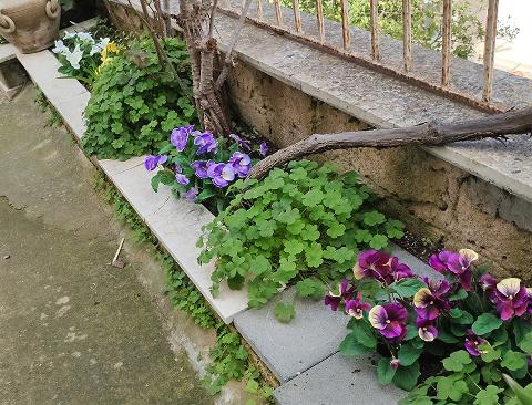 Violette del pensiero x 7 Artificiale in poliestere - Sconti per Fioristi e Aziende