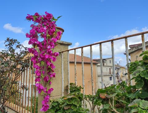 Bouganvillea cadente Fuxia H 130 cm Artificiale - Sconti per Fioristi e Aziende e Wedding .