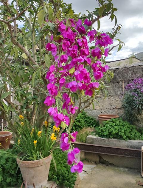 Bouganvillea cadente Fuxia H 130 cm Artificiale - Sconti per Fioristi e Aziende e Wedding