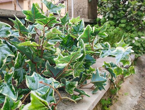 Edera Variegata bush H 60 - Sconti per Fioristi e Aziende . - in PE con 105 foglie