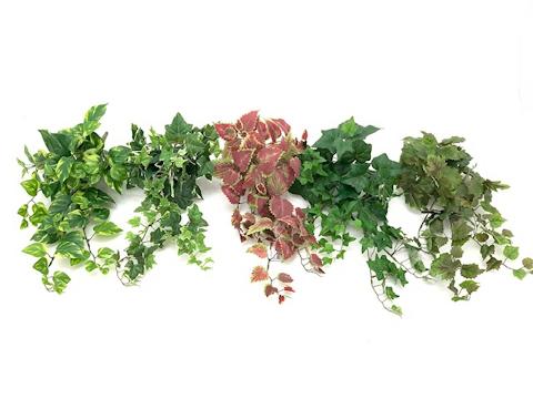 Edera Variegata bush H 60 - Sconti per Fioristi e Aziende . - in PE con 105 foglie