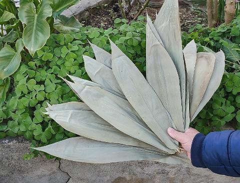 Foglie di Mais Dry Naturale - Sconti per Fioristi e Aziende - Confezione 10 foglie stese