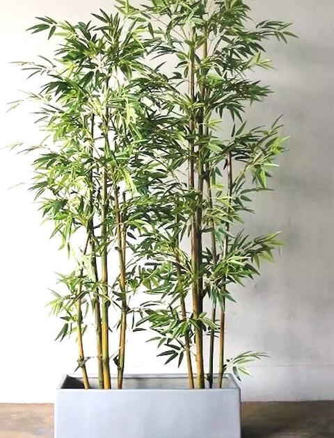 Canne bamboo con punte H 200 conf. 3 canne Sconti per fioristi e baby shop