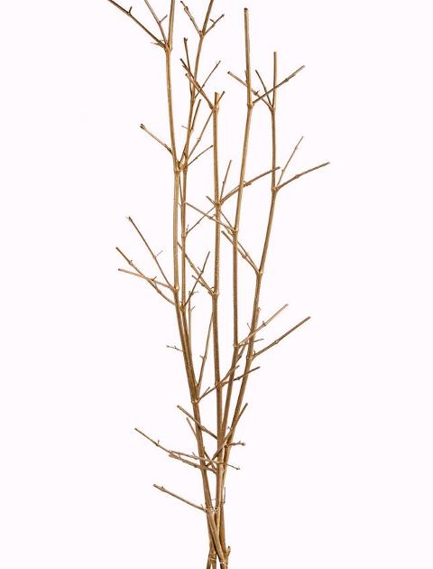 Canne bamboo puntate H 120 conf. 5 pezzi - Sconti per Fioristi e Aziende CANNA BAMBOO NATURALE