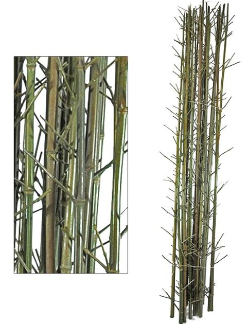 Canne Bamboo con punte - Sconti per fioristi e aziende  - Confezione H 200 x 3 canne