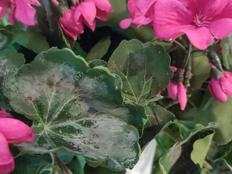 Geranio Cadente H 56 Lux - Sconti per Fioristi e Aziende Fiorissima in poliester vellutato