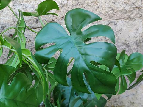 Filodendro con 7 foglie H 71 - Sconti per Fioristi e Aziende