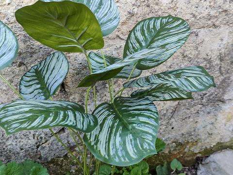 Calathea x 3 H 71 cm. -  Sconto per Fioristi e Aziende  - Artificiale