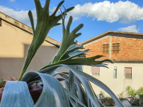 Platicerium Bifurcuto H 80 - Sconti per Fioristi e Aziende . - Corna d'Alce x 7 Artificiale
