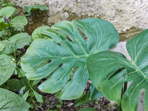 Foglia di Filodendro x 3 H 30 - Sconti per Fioristi e Aziende . -  in gomma Artificiale
