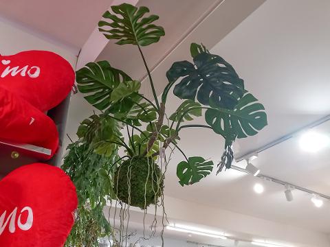 Monstera Kokedama H 120 - Sconto per Fioristi e Aziende . - Artificiale con 19 foglie su sfeta
