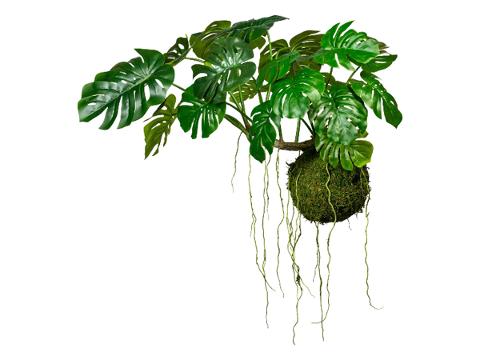 Monstera Kokedama H 120 - Sconto per Fioristi e Aziende . - Artificiale con 19 foglie su sfeta