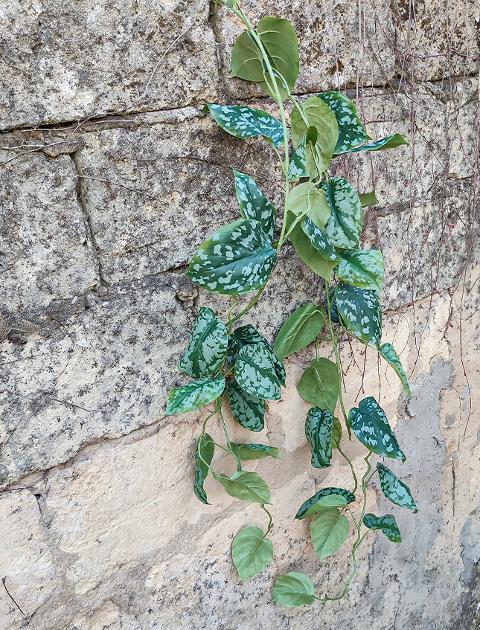 Scindapsus Pictus H 120  - Sconto per Fioristi e Aziende . - Cadente in poliester