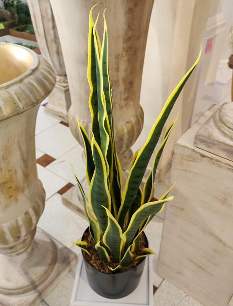 Sanseveria Trifasciata H 70 - Sconti per Fioristi e Aziende - Artificiale con vaso