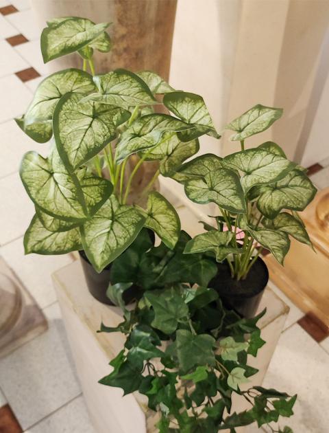 Caladium x 12 Verde H 35 - Sconti per Fioristi e Aziende - Artificiale con vaso