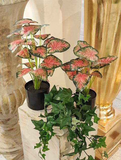 Caladium rosso H 48 con 18 foglie - Sconti per Fioristi e Aziende