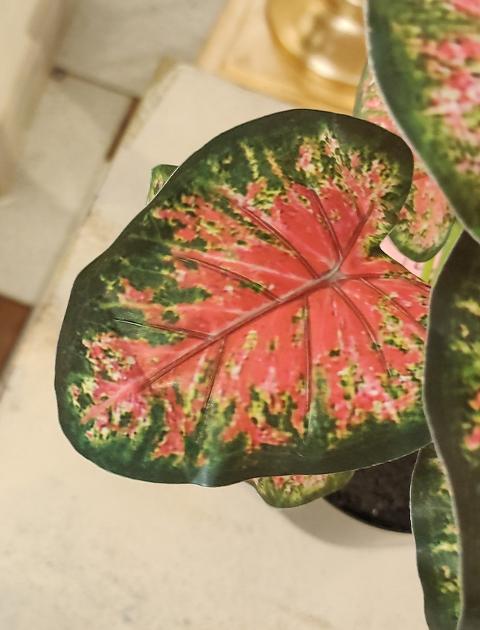 Caladium rosso H 35 con 12 foglie - Sconti per Fioristi e Aziende