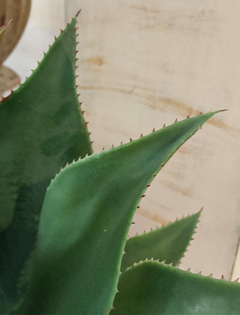 Agave H 56 in gomma - Sconti per Fioristi e Aziende . - Artificiale in vaso