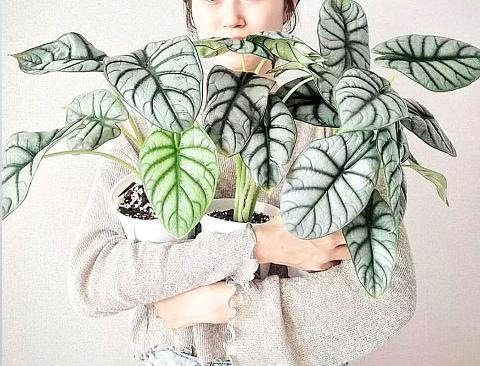 Caladium x 18 Verde H 48  - Sconti per Fioristi e Aziende - Artificiale con vaso