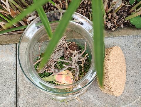 Ampolla Terrarium con foro H 20 dm.14 - Sconti per Fioristi e Aziende