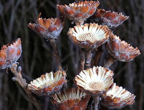 Protea Rosetta x 10 naturale stabilizzata - Sconti per Fioristi e Aziende