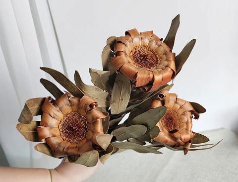 Protea Rosetta x 10 naturale stabilizzata - Sconti per Fioristi e Aziende