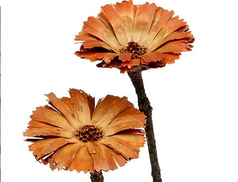 Protea Rosetta x 10 naturale stabilizzata - Sconti per Fioristi e Aziende